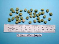 Click for 4 image(s) for this accession. Image